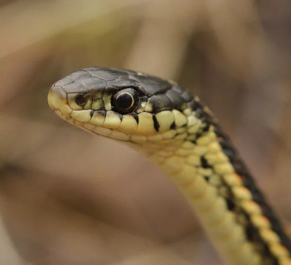 Rode zijdige Thamnophis elegans — Stockfoto