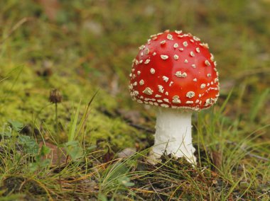 Uç agarik Amanita muscaria