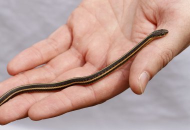 Yearling red sided garter snake clipart