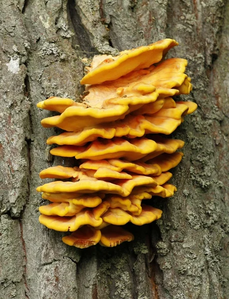 Laetiporus sulphureus bracket fungo — Fotografia de Stock