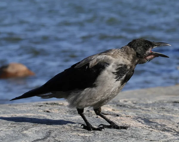 Croaking corvo com capuz — Fotografia de Stock