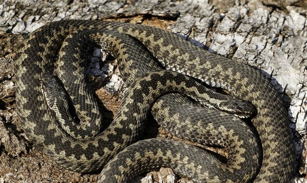 Gemeenschappelijke adders koesteren — Stockfoto