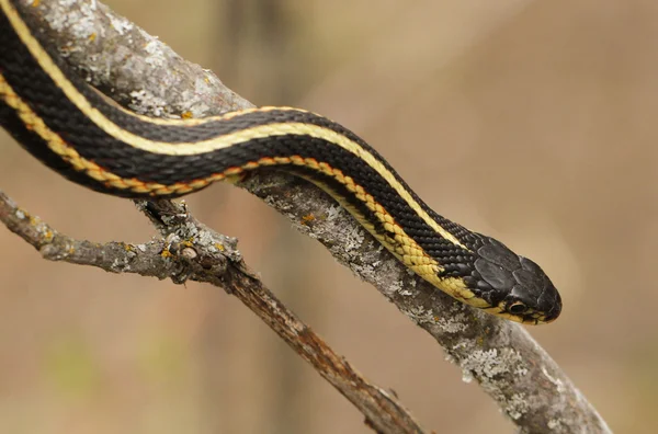 Red sided garter snake — Stock Photo, Image