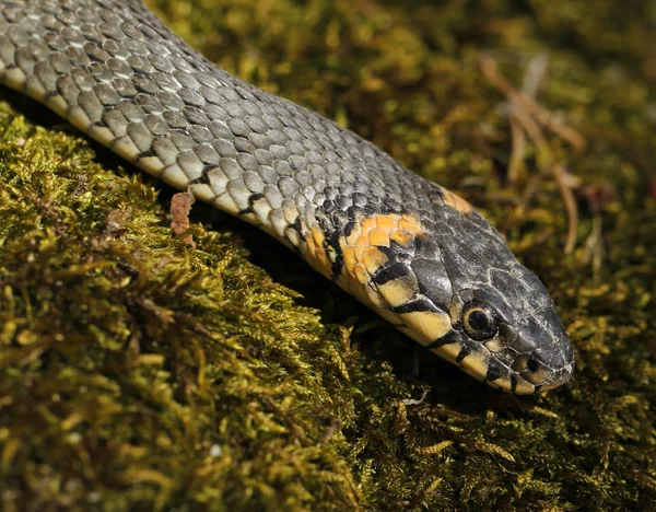 Serpiente de hierba Natrix natrix — Foto de Stock