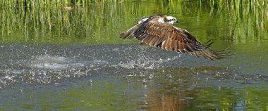 Osprey Pandion haliaetus