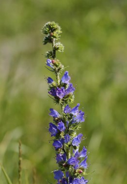 Engerekler bugloss Echium vulgare