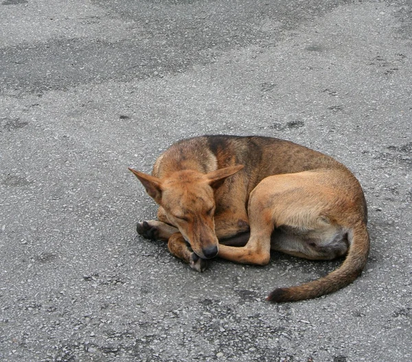 Αδέσποτων σκύλων για: Κουάλα Λουμπούρ — Φωτογραφία Αρχείου