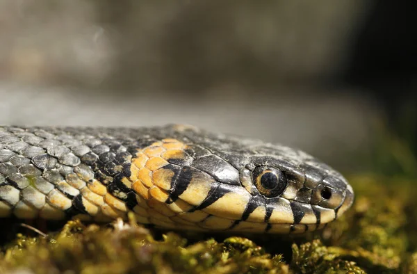 Serpiente de hierba Natrix natrix — Foto de Stock