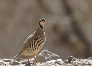 Chukar partridge in Rumbak Valley clipart