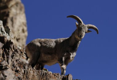 Bharal ya da mavi koyun Pseudois nayaur 