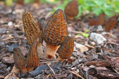 Morchella conica mushroom clipart