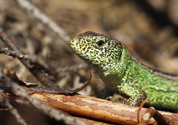 Male sand lizard in Finland — Stock Photo, Image