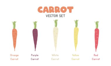Havuç Vektörü İllüstrasyon Seti. Çok renkli Havuç Çizgi Filmi Düz Tarzlı Seti. Turuncu, Mor, Beyaz, Sarı ve Kırmızı Havuç, Düz Vektör Tasarımı