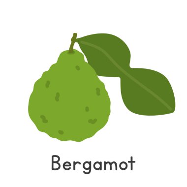 Bergamot düz vektör çizimi. Beyaz arkaplanda yeşil bergamot ya da Citrus bergamia çizgi film tarzı izole edilmiş. Citrus meyve konsepti
