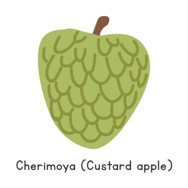 Cherimoya düz vektör çizimi. Yeşil Cherimoya ya da elmalı muhallebi karikatürü. Chirimoya, chirimoyo, chirimol fruit, chrimolier, Mao ye fan li zhi, Wali Anoda