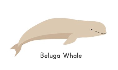 Beyaz balina vektör çizimi, çizgi film karakteri, düz stil bir hayvan. Deniz hayvanları, sualtı yaratıkları, okyanus hayvanları, deniz yaşamı konsepti. Beluga balina vektör tasarımı izole