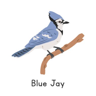 Mavi alakarga ağaç dalı vektör illüstrasyonuna tünemiş, çizgi film karakteri, düz stil bir hayvan. Vahşi hayvanlar, kuş, kuş konsepti. Mavi Jay vektör tasarımı beyaz arkaplanda izole edildi