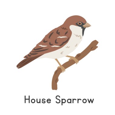 Ev serçesi ağaç dalı vektör illüstrasyonuna tünemiş, çizgi film karakteri, düz stil bir hayvan. Vahşi hayvanlar, kuş, kuş konsepti. Yaygın serçe vektör tasarımı beyaz üzerinde izole