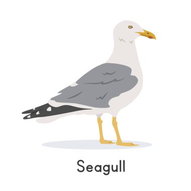 Martı vektör çizimi, çizgi film karakteri, düz bir hayvan. Vahşi hayvanlar, kuş, kuş konsepti. Beyaz arkaplanda izole martı veya martı vektör tasarımı