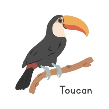 Toco Toucan ağaç dalı vektör illüstrasyonuna tünemiş, çizgi film karakteri, düz stil bir hayvan. Vahşi hayvanlar, kuş, kuş konsepti. Beyaz arkaplanda izole edilmiş Toucan vektör tasarımı