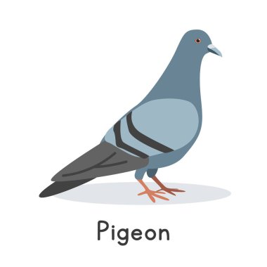 Güvercin vektör çizimi. Şirin güvercin çizgi filmi, düz stil bir hayvan. Çiftlik hayvanları konsepti, kırsal tarım. Beyaz zemin üzerinde izole edilmiş çiftlik hayvanı kümes hayvanları güvercin vektör tasarımı