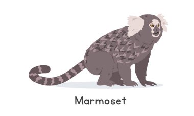 Yaygın marmoset vektör illüstrasyonu, çizgi film karakteri, düz bir hayvan. Vahşi hayvanlar, vahşi yaratıklar, vahşi yaşam konsepti. Beyaz ipekli marmoset vektör tasarımı beyaza izole edildi