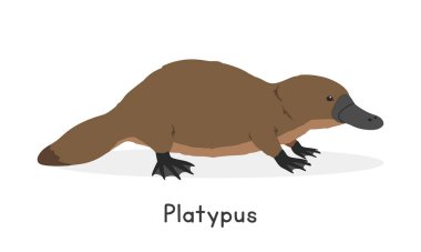 Ördek gagalı ornitorenk vektör çizimi, çizgi film karakteri, düz stili hayvan. Vahşi hayvanlar, vahşi yaratıklar, vahşi yaşam konsepti. Beyaz arkaplanda şirin ornitorenk vektör tasarımı izole edildi