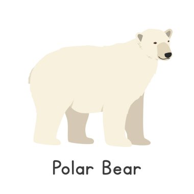 Kutup ayısı çizimi, çizgi film karakteri, yassı şekilli hayvan. Vahşi hayvanlar, vahşi yaratıklar, vahşi yaşam konsepti. Beyaz ayı vektör tasarımı beyaz arkaplanda izole edildi