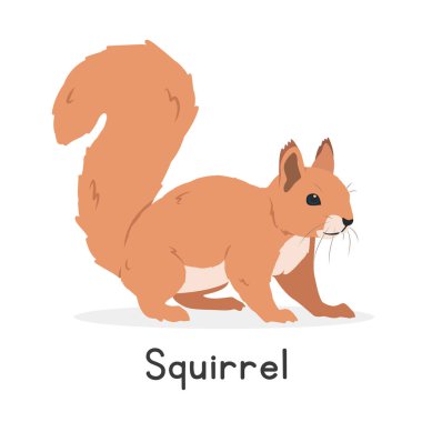 Sincap vektör çizimi, çizgi film karakteri, düz stil bir hayvan. Vahşi hayvanlar, vahşi yaratıklar, vahşi yaşam konsepti. Sincap vektör tasarımı beyaz arkaplanda izole edildi