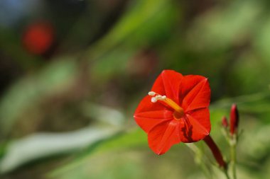 Güzel derinliği ve yemyeşil çevresinin bokeh 'i tarafından vurgulanan küçük, kırmızı çiçeğin narin mükemmelliğine tanık olun. Yaratıcı tipografi için açık alan ile odaklanmış görsel.
