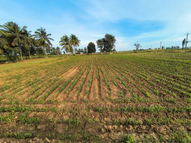 Darı yetiştiriciliğinin sürdürülebilir uygulamaları, özellikle ragi tarım arazilerine odaklanmak, ve bu besleyici, glütensiz süper gıdanın tarladan sağlıklı bir diyete yolculuğunu izlemek.