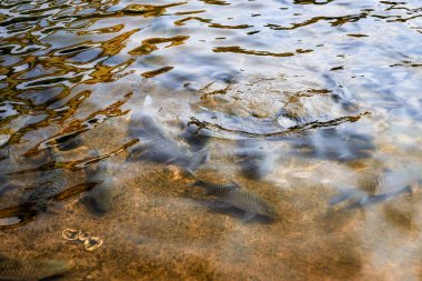 Tatlı su nehirlerinde yüzerken balıkların büyüleyici yolculuğu, su ekosisteminin temel bir parçasıdır.. 