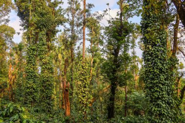 Büyük ağaçlardan oluşan eski bir ormanla korunan canlı tarlalardan kaliteli kahve hasadı. Bu doğal yöntemin biyolojik çeşitliliği nasıl desteklediğini ve her rostonun kalitesini nasıl artırdığını öğrenin..