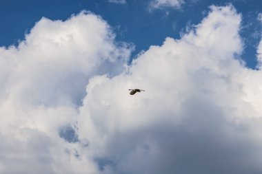 Uçan vahşi bir kuşun geniş açılı görüntüsü dramatik tüylü kümülüs bulutlarının arka planına karşı..