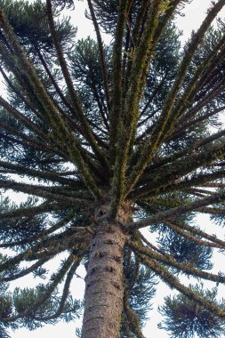 Güzel kırsal alan, gün batımında dramatik ve huzurlu. Tipik Paran çam ağacı Araucaria angustifolia.