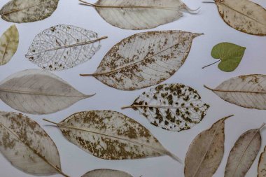 Beyaz bir yüzeye rastgele dağılmış çeşitli tropikal ağaç türlerinin yaprakları..