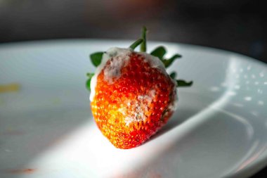 Şımarık, küflü çilekler. Yiyecek atıkları