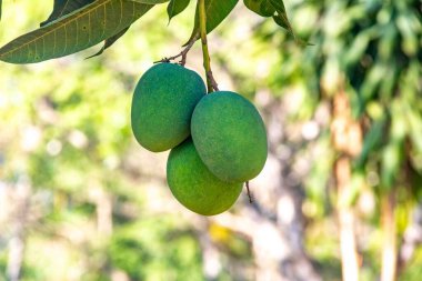 Ağaçta yeşil mango.