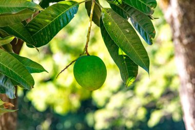 Ağaçta yeşil mango.