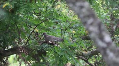 Picazuro güvercini, tuzlu güvercin ya da beyaz kanatlı güvercin olarak bilinen vahşi güvercin, Patagioenas picazuro, yumurtalara bakmak için yuvaya varır..