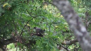 Picazuro güvercini, tuzlu güvercin ya da beyaz kanatlı güvercin olarak bilinen vahşi güvercin, Patagioenas picazuro, yumurtalara bakmak için yuvaya varır..