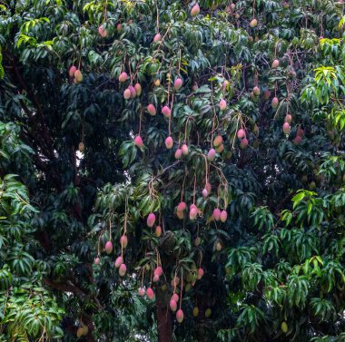 Olgun ve Olgunlaşmamış Mangolar Yeşillik bir ağaçtan sarkan