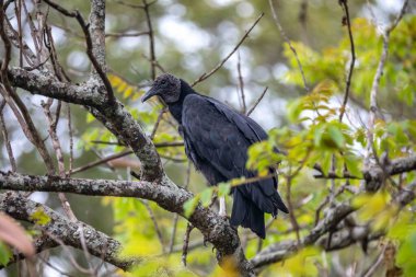 Kara Akbaba yemyeşil bir ağaçta tünedi.