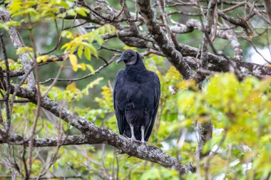 Kara Akbaba yemyeşil bir ağaçta tünedi.