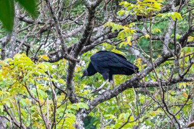 Kara Akbaba yemyeşil bir ağaçta tünedi.