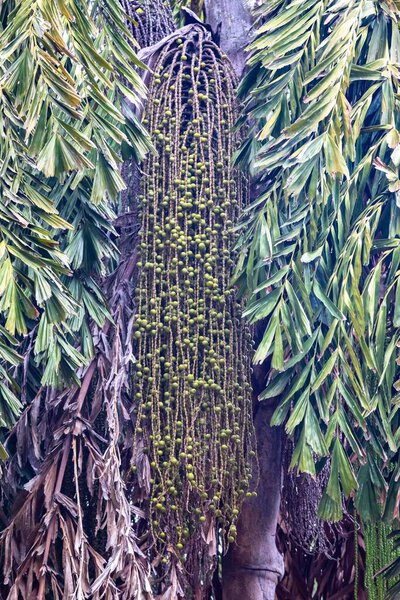 Висячие зеленые плоды финиковой пальмы