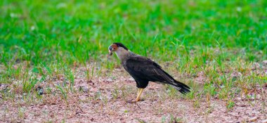 Kuzey Caracara Çimen Tarlasında Yiyecek Arıyor
