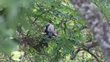 Yavrusu, ailesi, aile değerleri, üreme, annelik içgüdüsü, babalık içgüdüsü, babacan inc yavrusunun korunması ve yavrusuyla birlikte yuvasını fırtınadan koruyan vahşi güvercinler.