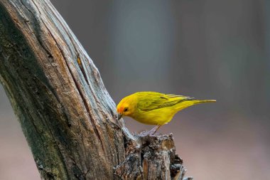 Safran ispinozu, aynı zamanda gerçek kanarya, yer kanaryası, bahçe kanaryası, çatı kanaryası, küçük kanarya, yer kanaryası, taç kuyruklu kanarya ve ateş kafalı kanarya olarak da bilinir. Sicalis flaveola.