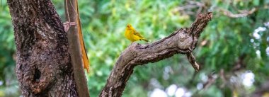 Safran ispinozu, aynı zamanda gerçek kanarya, yer kanaryası, bahçe kanaryası, çatı kanaryası, küçük kanarya, yer kanaryası, taç kuyruklu kanarya ve ateş kafalı kanarya olarak da bilinir. Sicalis flaveola.